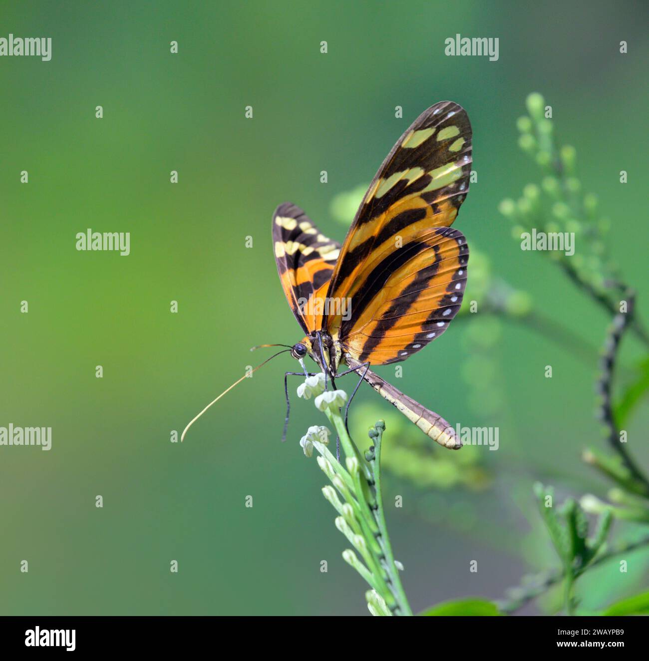 Tigre a righe lunghe o tigre heliconiana (Heliconius ismenius) alimentazione da fiori, stazione biologica la Selva, provincia di Heredia, Costa Rica Foto Stock