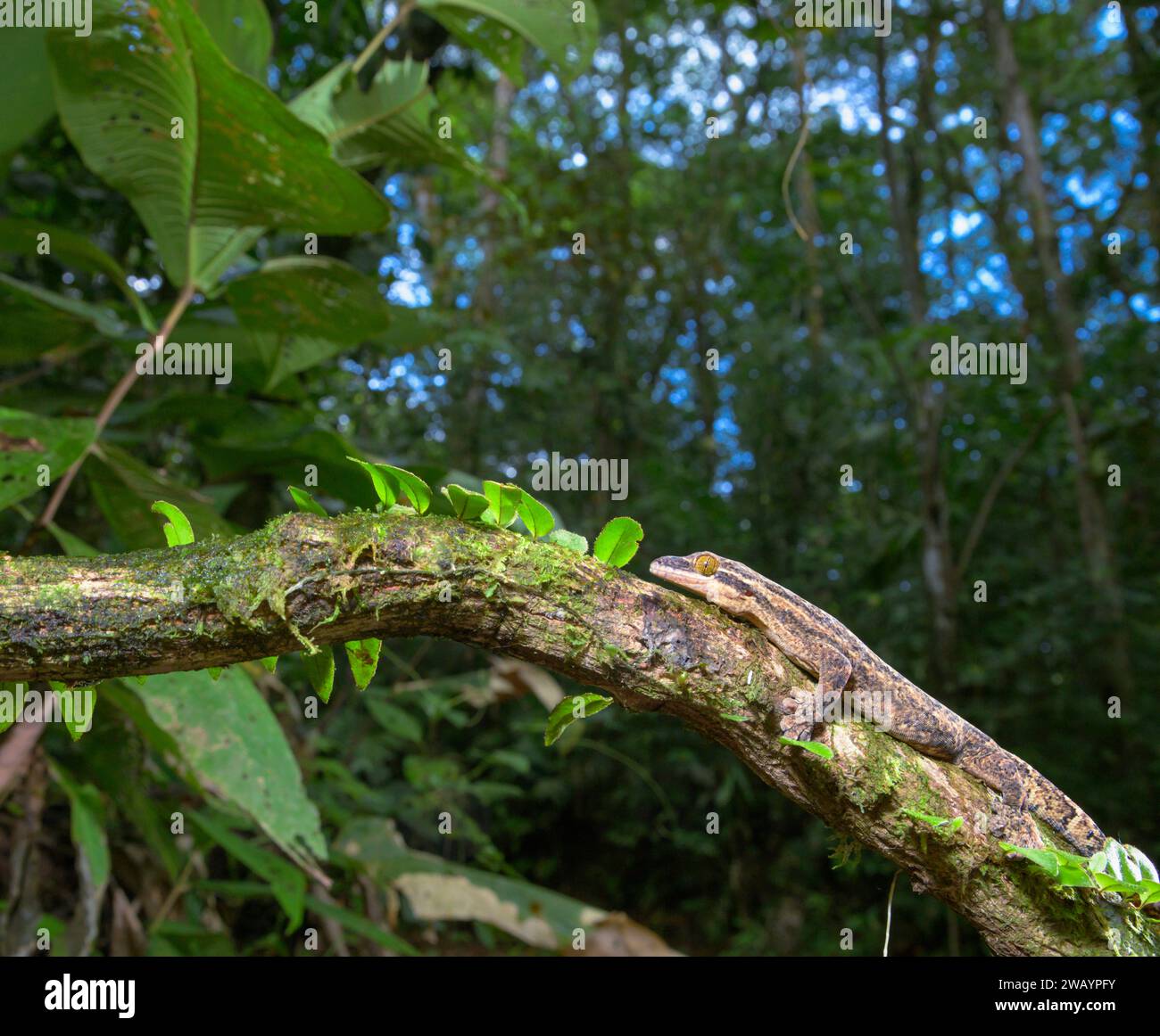 Gecko dalla coda di rapa (Thecadactylus rapicauda) nella foresta pluviale, stazione biologica la Selva, provincia di Heredia, Costa Rica. Foto Stock