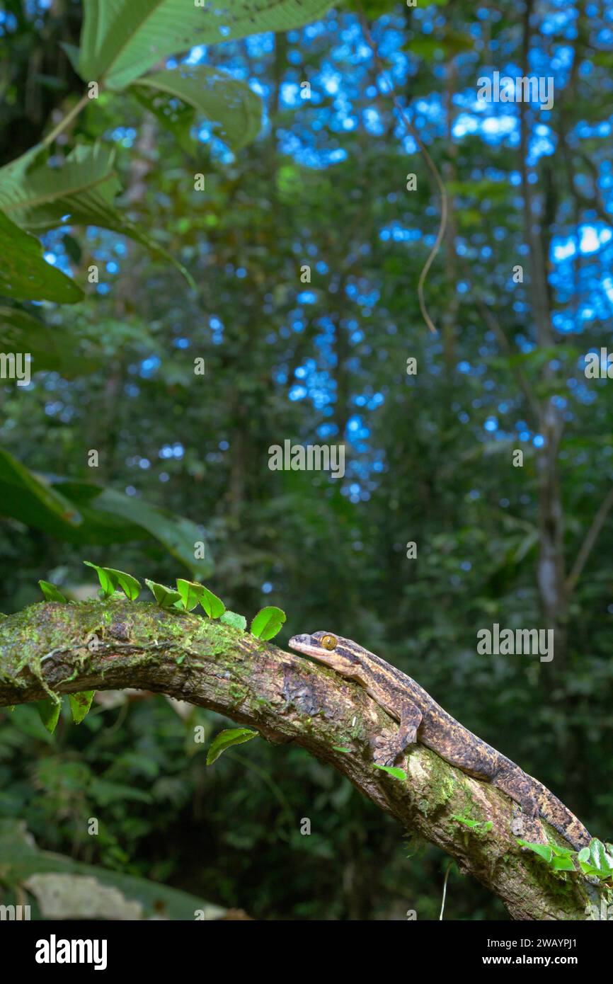 Gecko dalla coda di rapa (Thecadactylus rapicauda) nella foresta pluviale, stazione biologica la Selva, provincia di Heredia, Costa Rica. Foto Stock