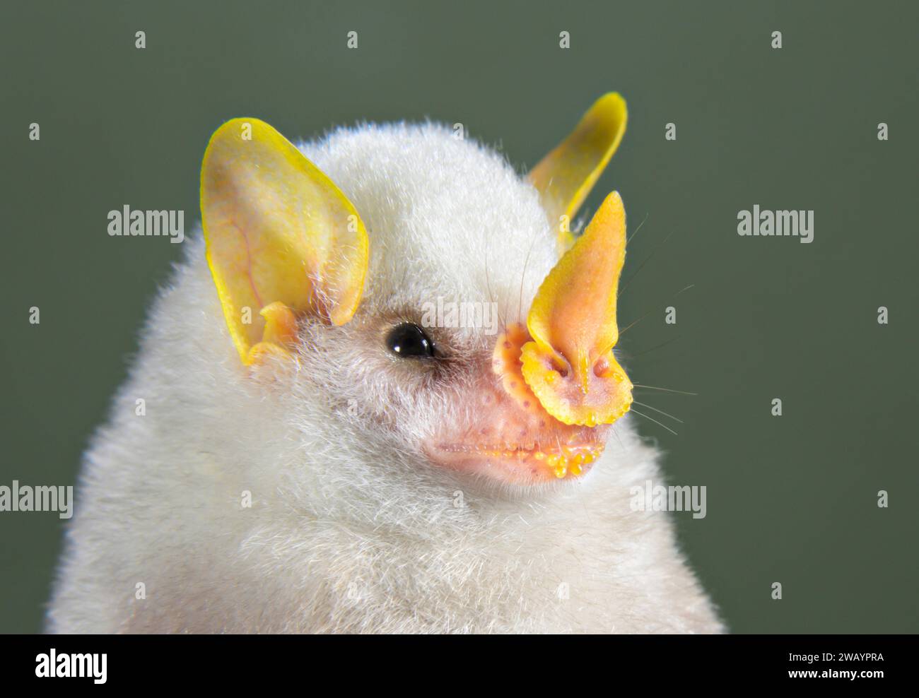 Testa di pipipistrello bianco dell'Honduras (Ectophylla alba), stazione biologica la Selva, provincia di Heredia, Costa Rica. Foto Stock