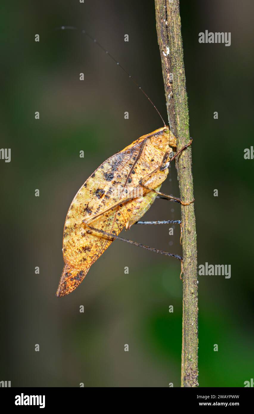 Katydid (Orophus tesselatus) che imita le foglie morte nella foresta pluviale, la Selva Biological Station, Heredia Province, Costa Rica. Foto Stock