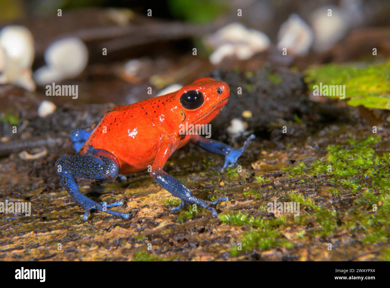 Blue Jeans o Strawberry Poison Dart Frog (Oophaga pumilio), la Selva Biological Station, Heredia Province, Costa Rica. Foto Stock