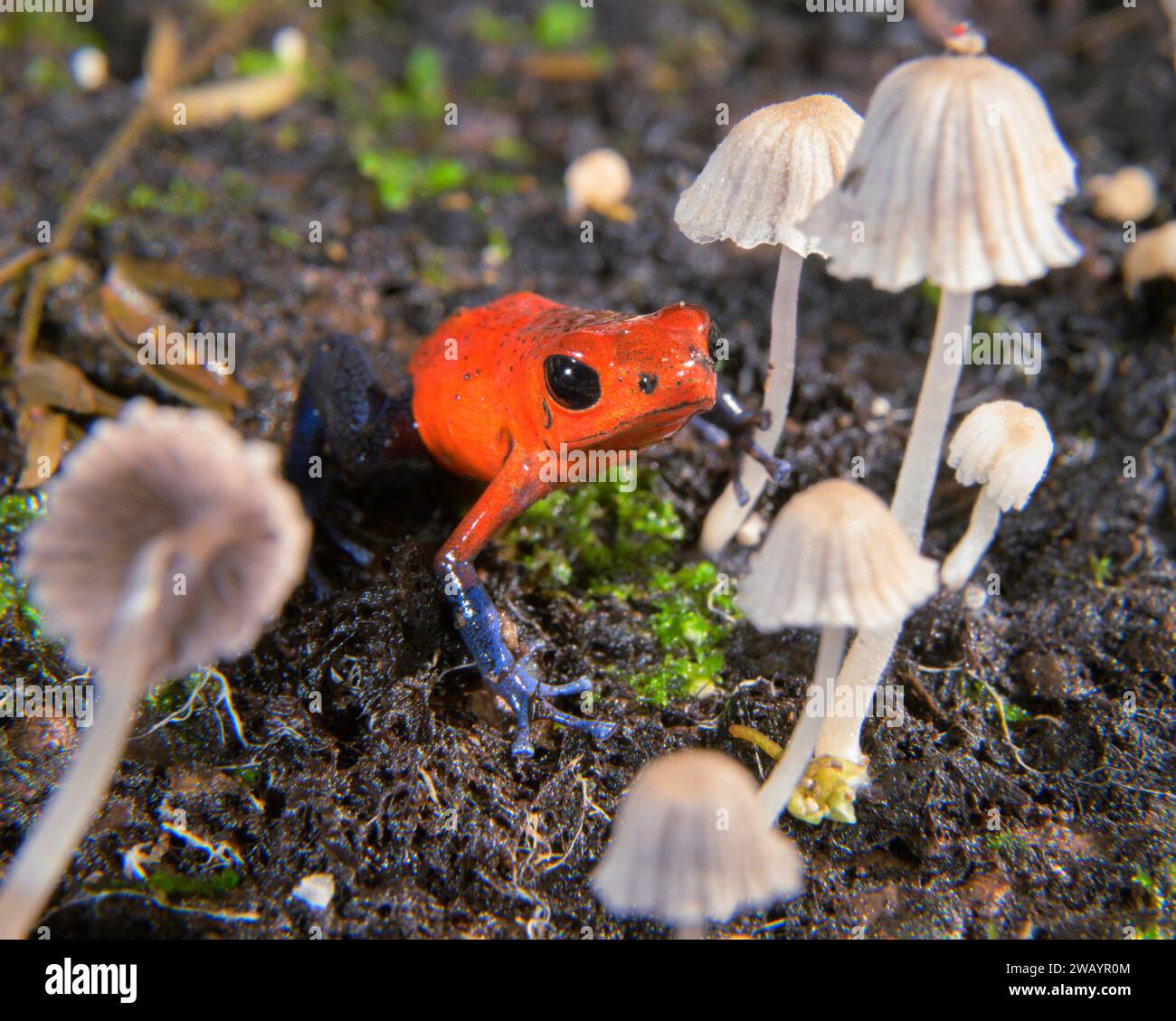 Blue Jeans o Strawberry Poison Dart Frog (Oophaga pumilio) tra piccoli funghi sul pavimento della foresta pluviale, la stazione la Selva, Heredia, Costa Rica Foto Stock