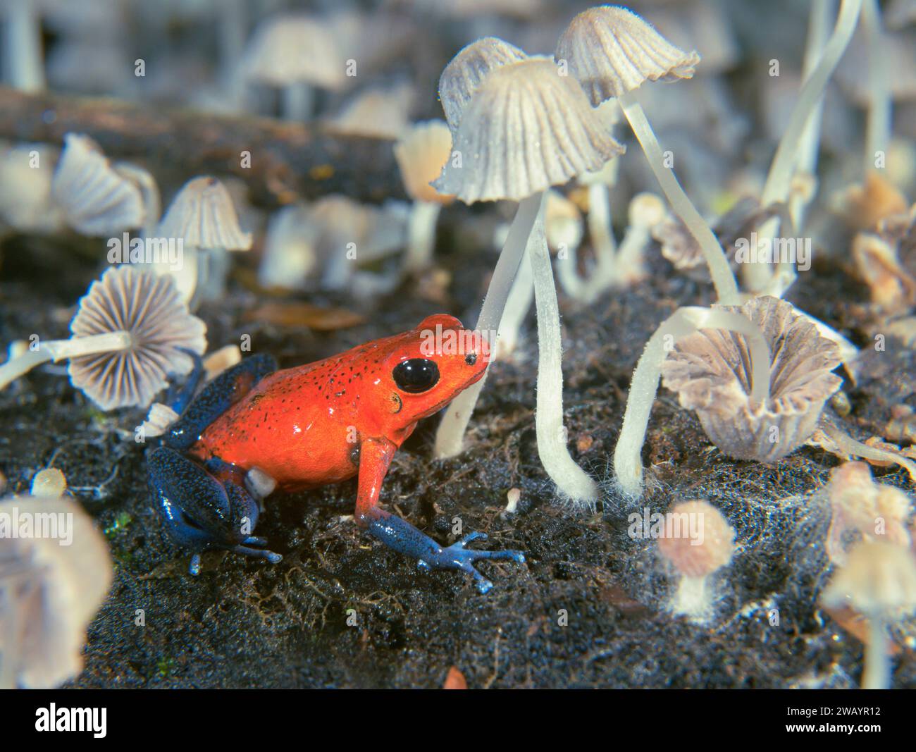 Blue Jeans o Strawberry Poison Dart Frog (Oophaga pumilio) tra piccoli funghi sul pavimento della foresta pluviale, la stazione la Selva, Heredia, Costa Rica Foto Stock