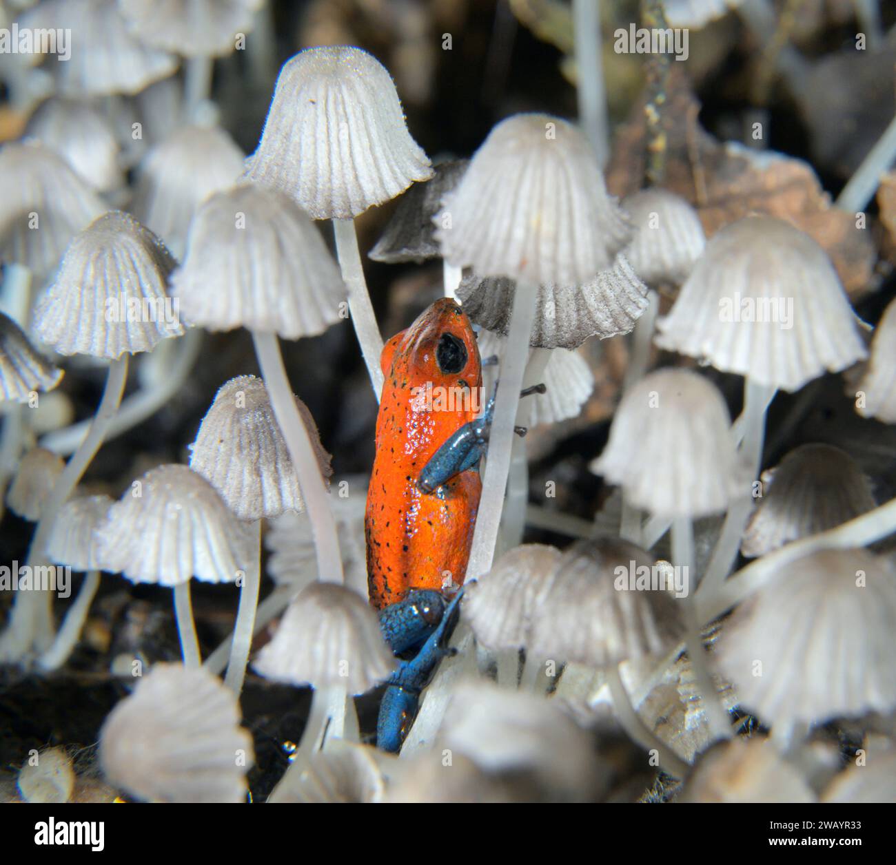 Blue Jeans o Strawberry Poison Dart Frog (Oophaga pumilio) tra piccoli funghi sul pavimento della foresta pluviale, la stazione la Selva, Heredia, Costa Rica Foto Stock