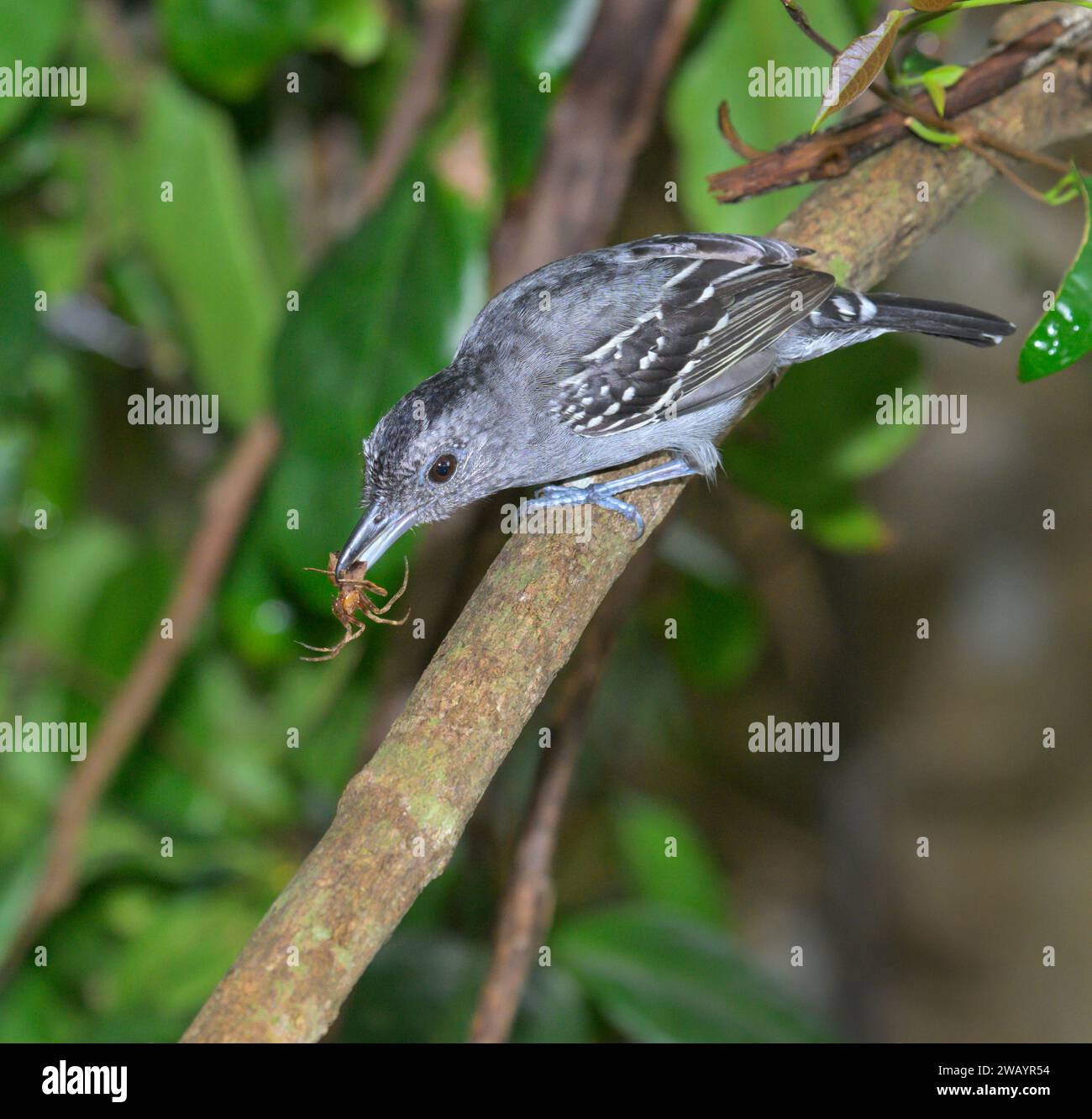 Antshrike dalla corona nera (Thamnophilus atrinucha) maschio con ragno catturato, Parco Nazionale Cahuita, Provincia di Limon, Costa Rica. Foto Stock