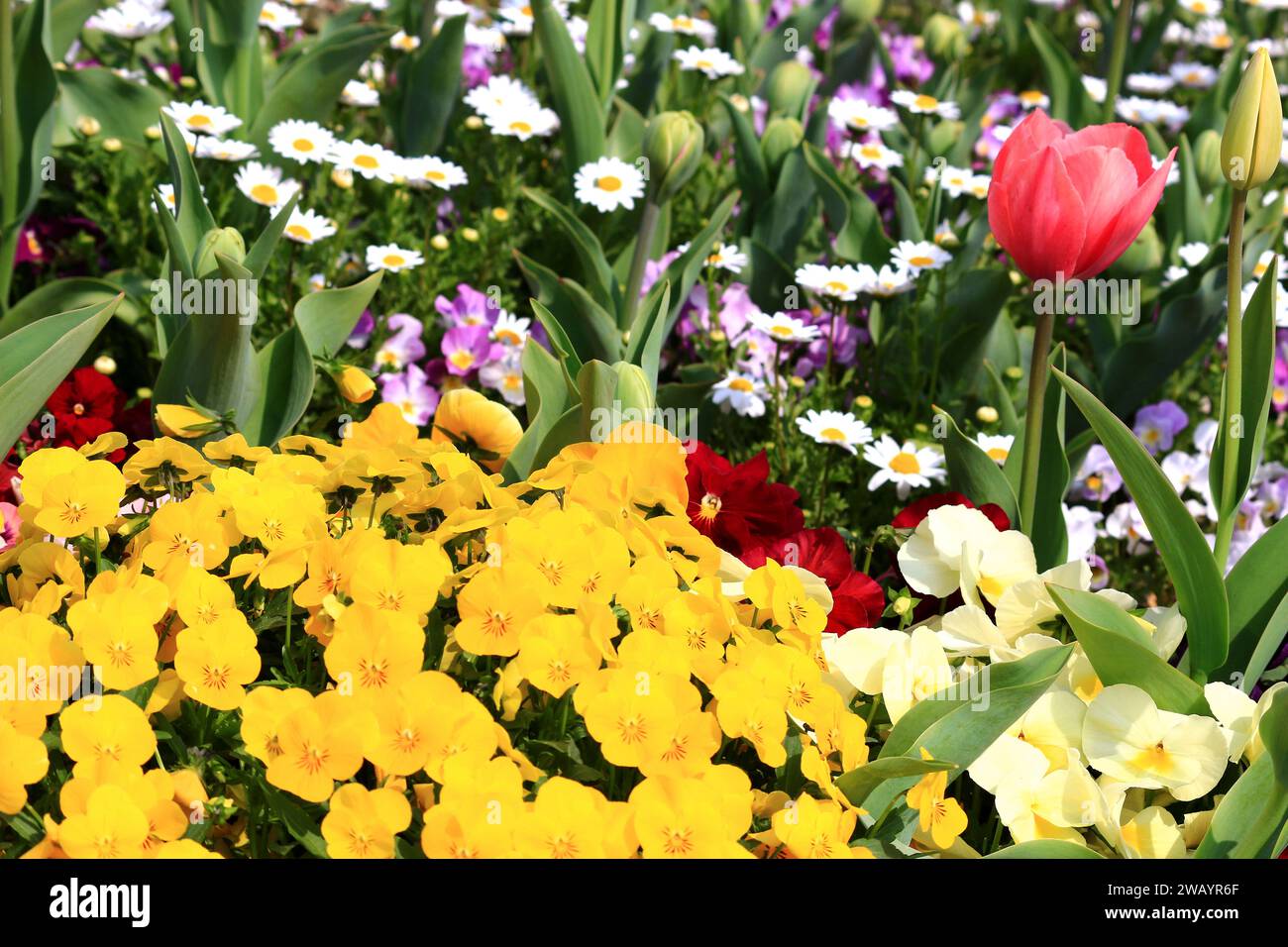 Una foto ravvicinata per il materiale di sfondo di fiori che fioriscono in un letto di fiori di primavera Foto Stock