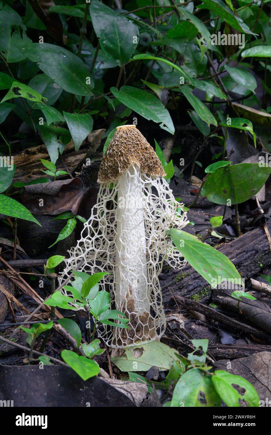Fungo da dama velata o stinkhorn (Phallus indusiatus) nel pavimento della foresta pluviale, Parco Nazionale Cahuita, Provincia di Limon, Costa Rica. Foto Stock
