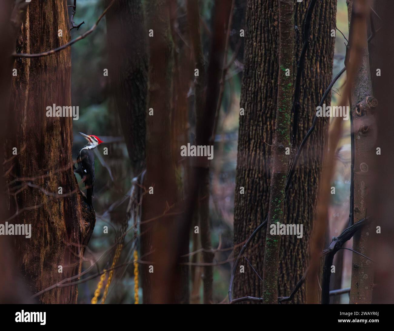 Picchio pileato che sale un albero nella foresta Foto Stock