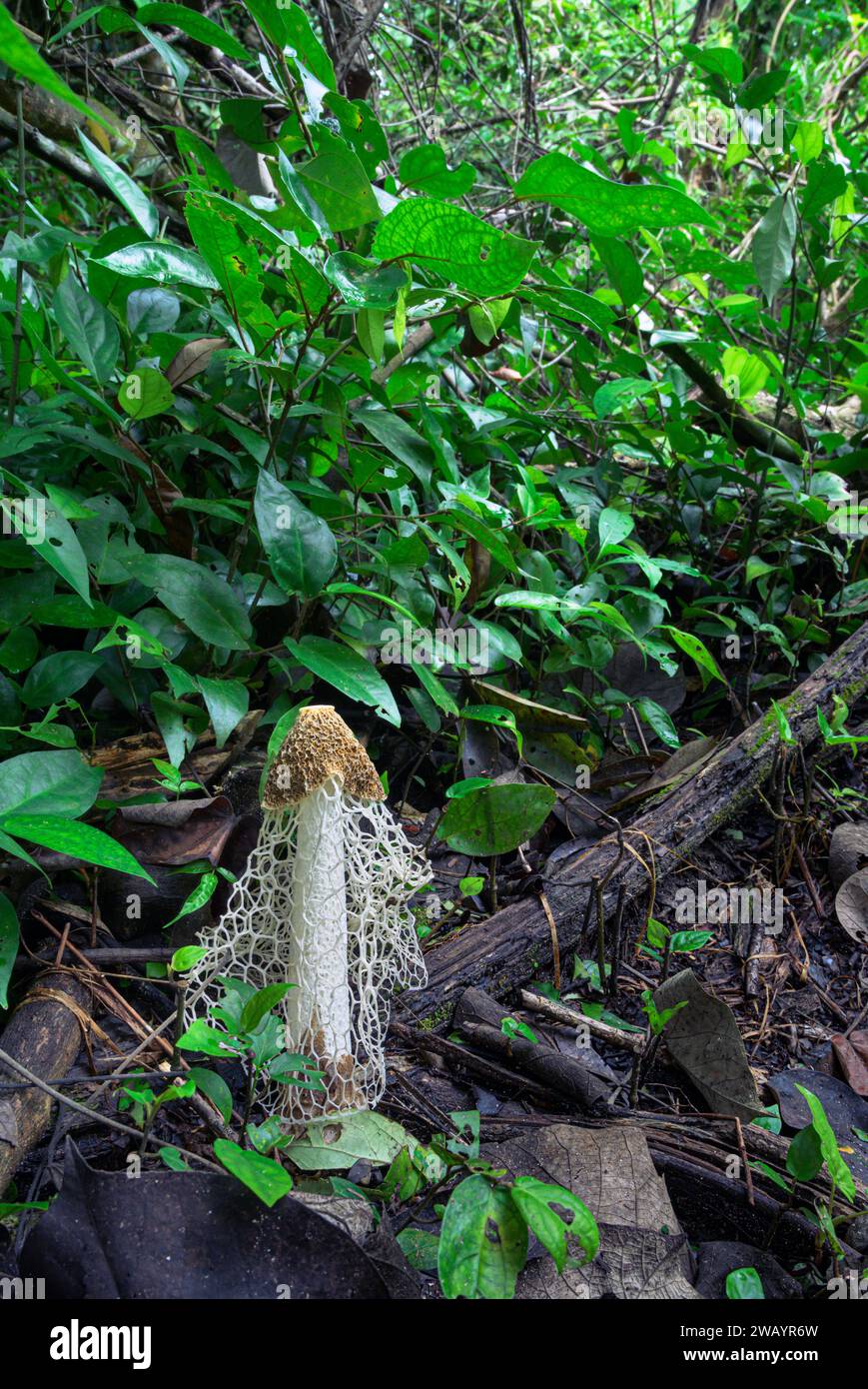 Fungo da dama velata o stinkhorn (Phallus indusiatus) nel pavimento della foresta pluviale, Parco Nazionale Cahuita, Provincia di Limon, Costa Rica. Foto Stock