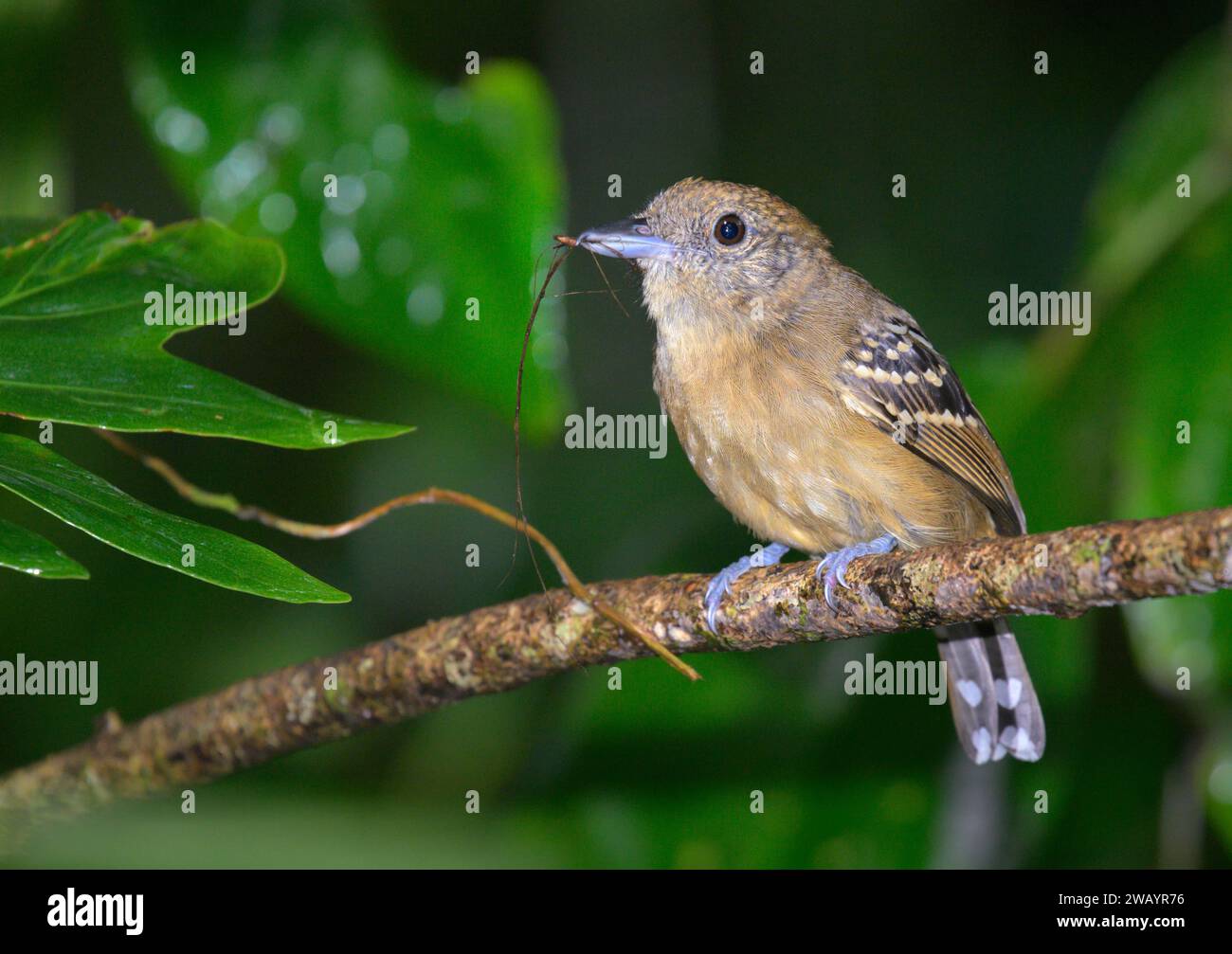 Femmina di antshrike con corona nera (Thamnophilus atrinucha) con materiale di nidificazione nel becco, Parco Nazionale di Cahuita, Provincia di Limon, Costa Rica. Foto Stock
