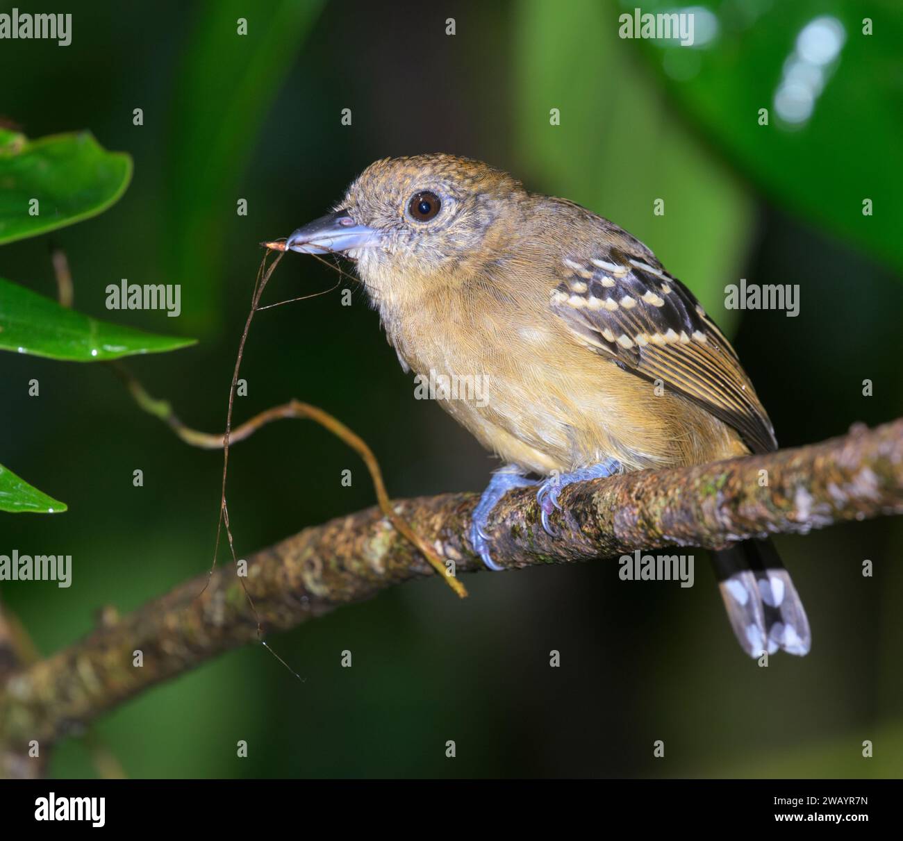Femmina di antshrike con corona nera (Thamnophilus atrinucha) con materiale di nidificazione nel becco, Parco Nazionale di Cahuita, Provincia di Limon, Costa Rica. Foto Stock