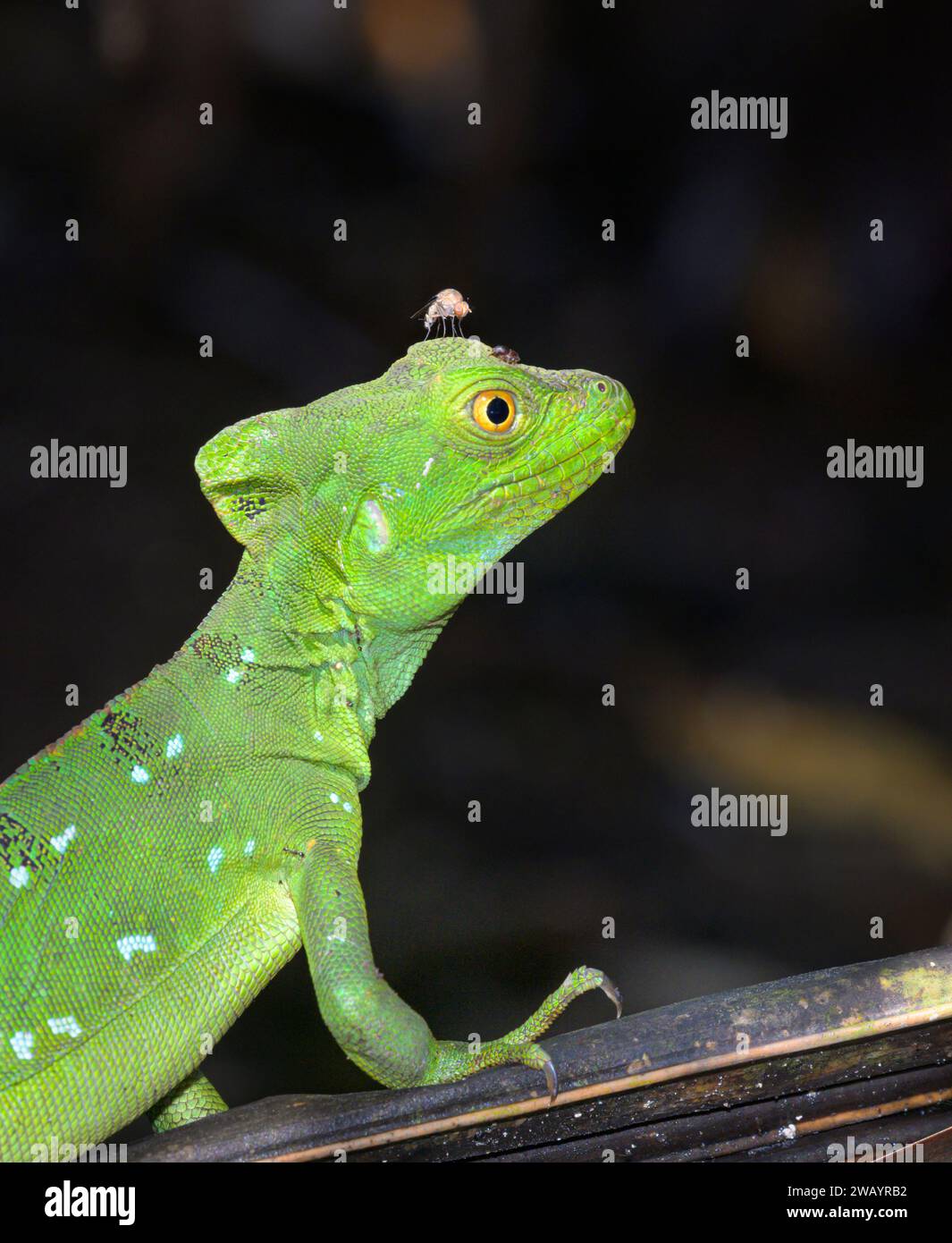 Basilisco piumato o verde crestato (Basiliscus plumifrons) femmina con una mosca sulla testa, Parco Nazionale Cahuita, Provincia di Limon, Costa Rica. Foto Stock