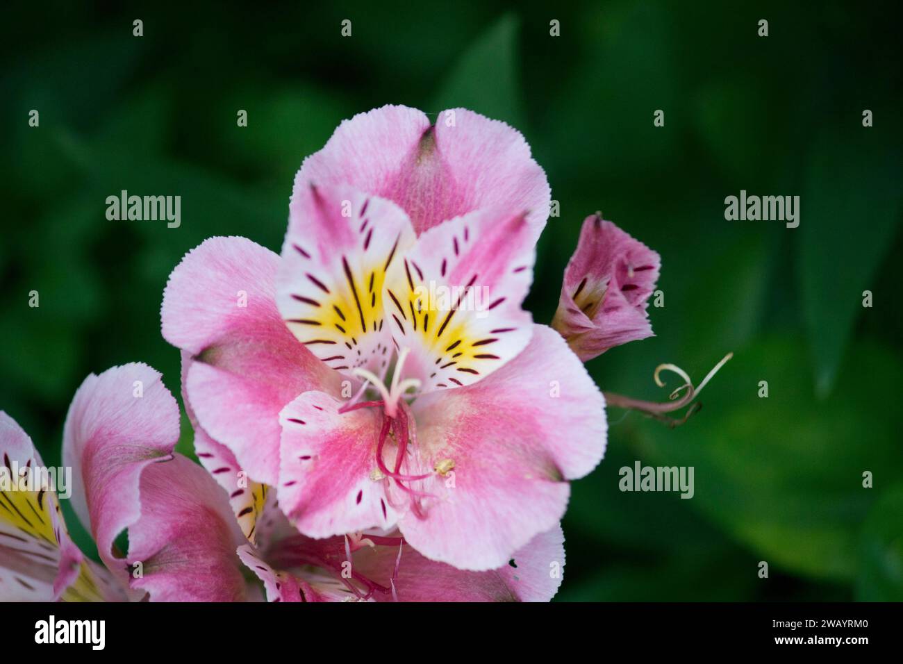 Affascinanti fiori di alstroemeria dall'atmosfera esotica Foto Stock