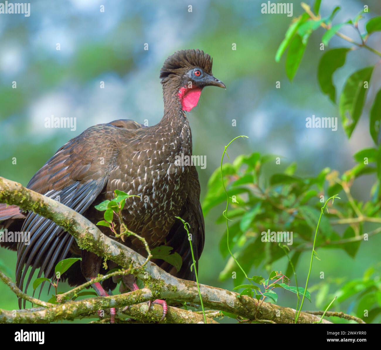 Guan crestato (Penelope purpurascens), stazione biologica la Selva, provincia di Heredia, Costa Rica Foto Stock