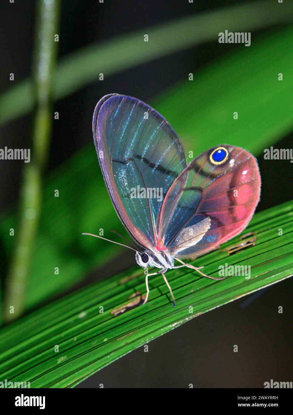 Il Clearwing Satyr con punta rosa o la farfalla fantoccio arrossente (Cithaerias pireta) nella foresta pluviale, la Selva Biological Station, Heredia, Costa Rica Foto Stock