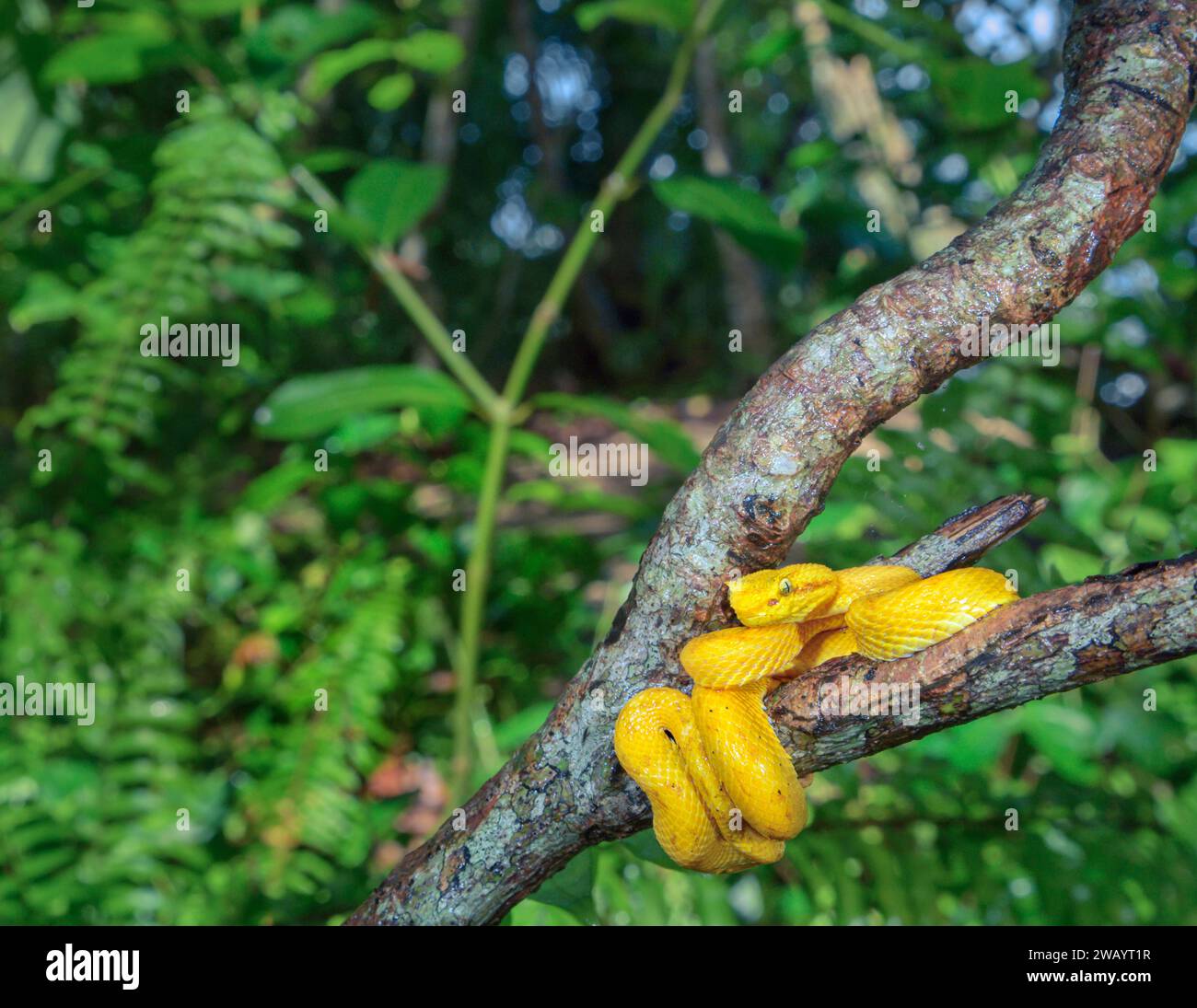 vipera di palma ciglia (Bothriechis schlegelii) avvolto intorno al ramo degli alberi nella foresta pluviale, Parco Nazionale di Cahuita, Provincia di Limon, Costa Rica. Foto Stock