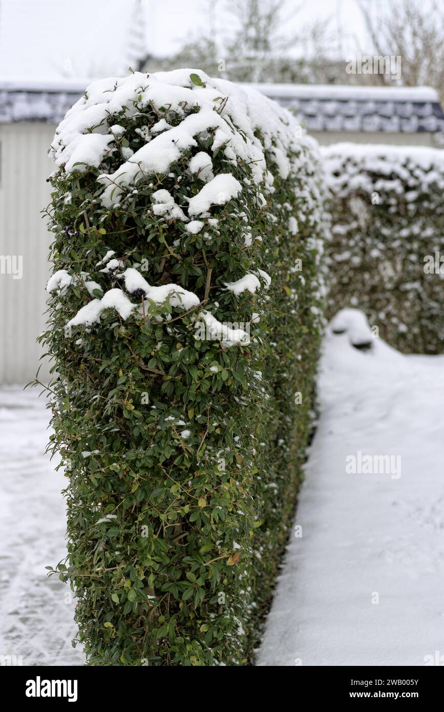 Siepe Privet con foglie verdi coperte di neve in inverno Foto Stock