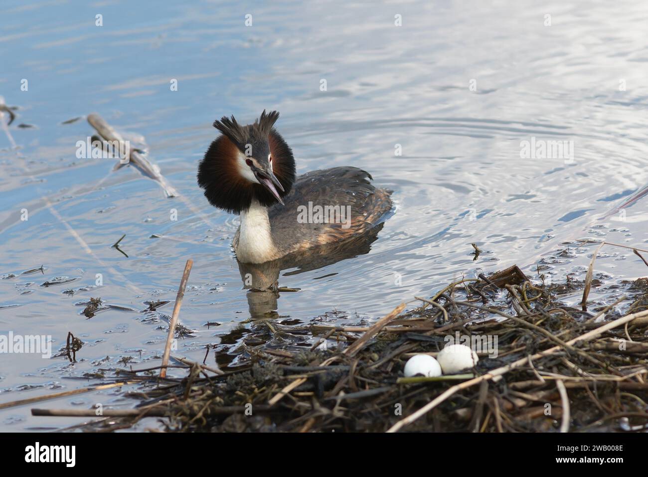 Podiceps Cristatus vicino al nido contenente due uova (ottimo grasso crestato) Foto Stock