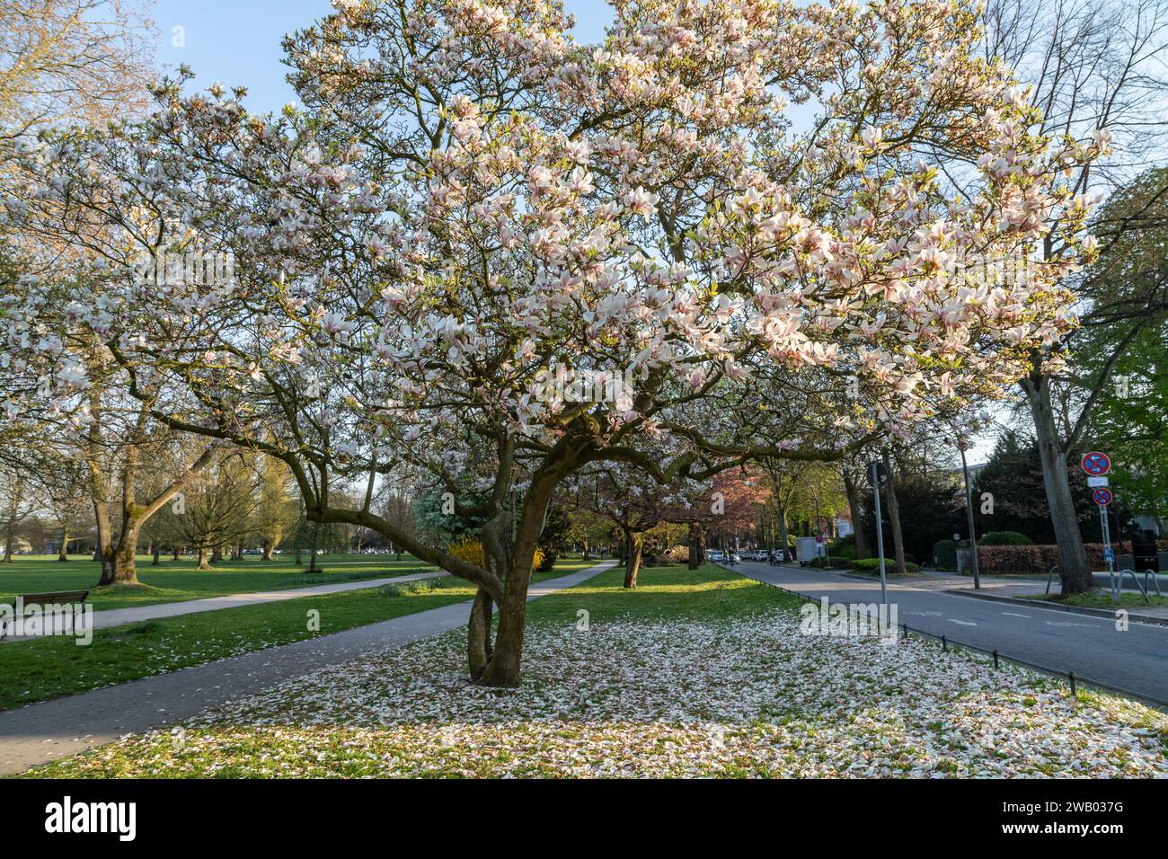 albero di magnolia fiorente in alsterpark di amburgo Foto Stock