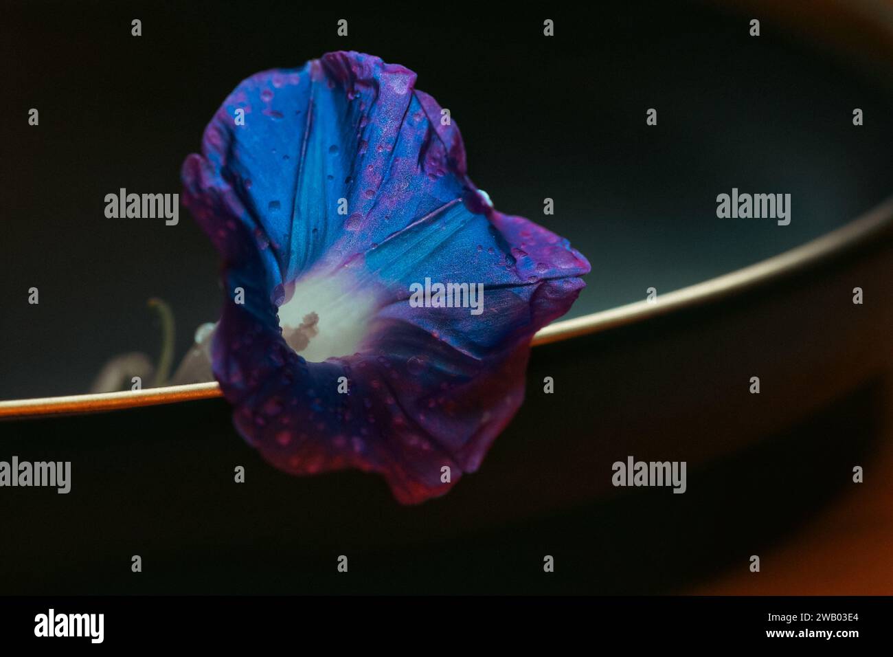 Un vivace fiore blu è appollaiato in cima a una ciotola nera lucida, aggiungendo un tocco di colori vivaci alla scena Foto Stock