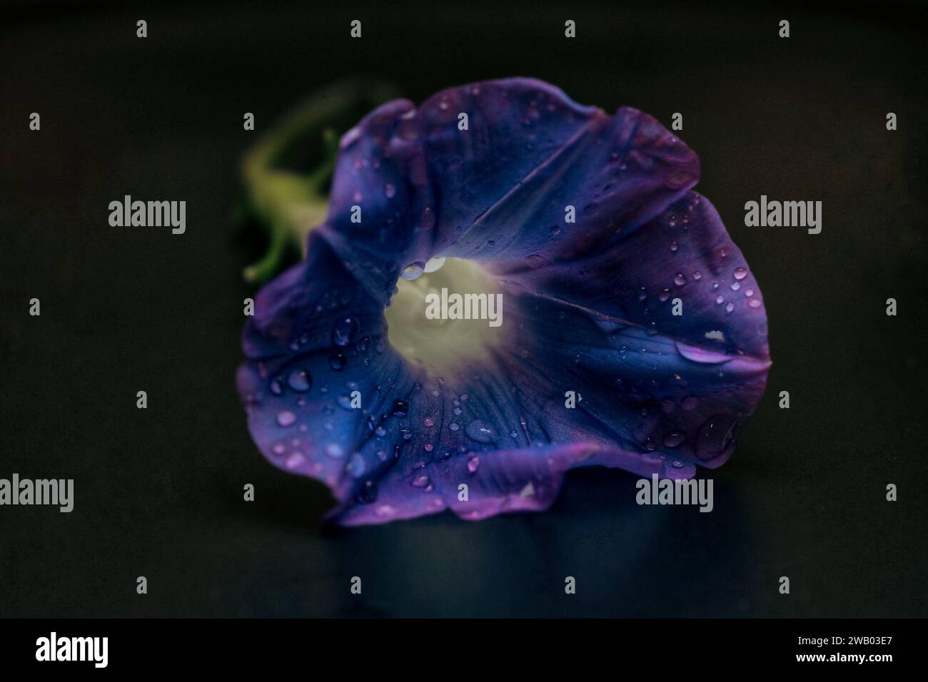 Questa immagine presenta un vivace fiore viola, evidenziato da alcune goccioline di watenr scintillanti Foto Stock