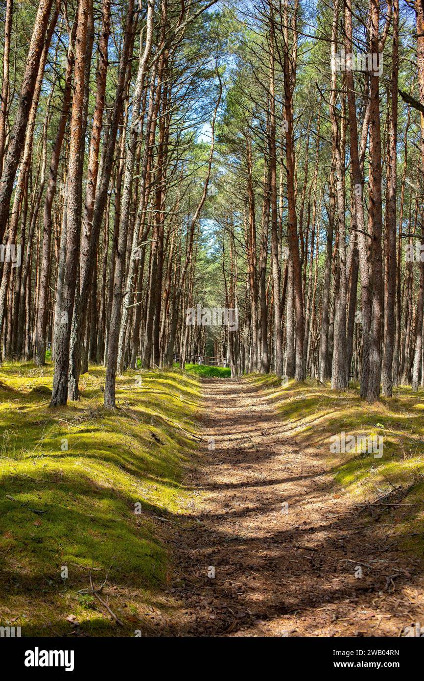 La luce del sole nella foresta verde. Mar Baltico Curoniano Spit Nature, sito patrimonio dell'umanità dell'UNESCO. Bellezze naturali della lituania o di Kaliningrad. Alberi di pino ubriachi Foto Stock