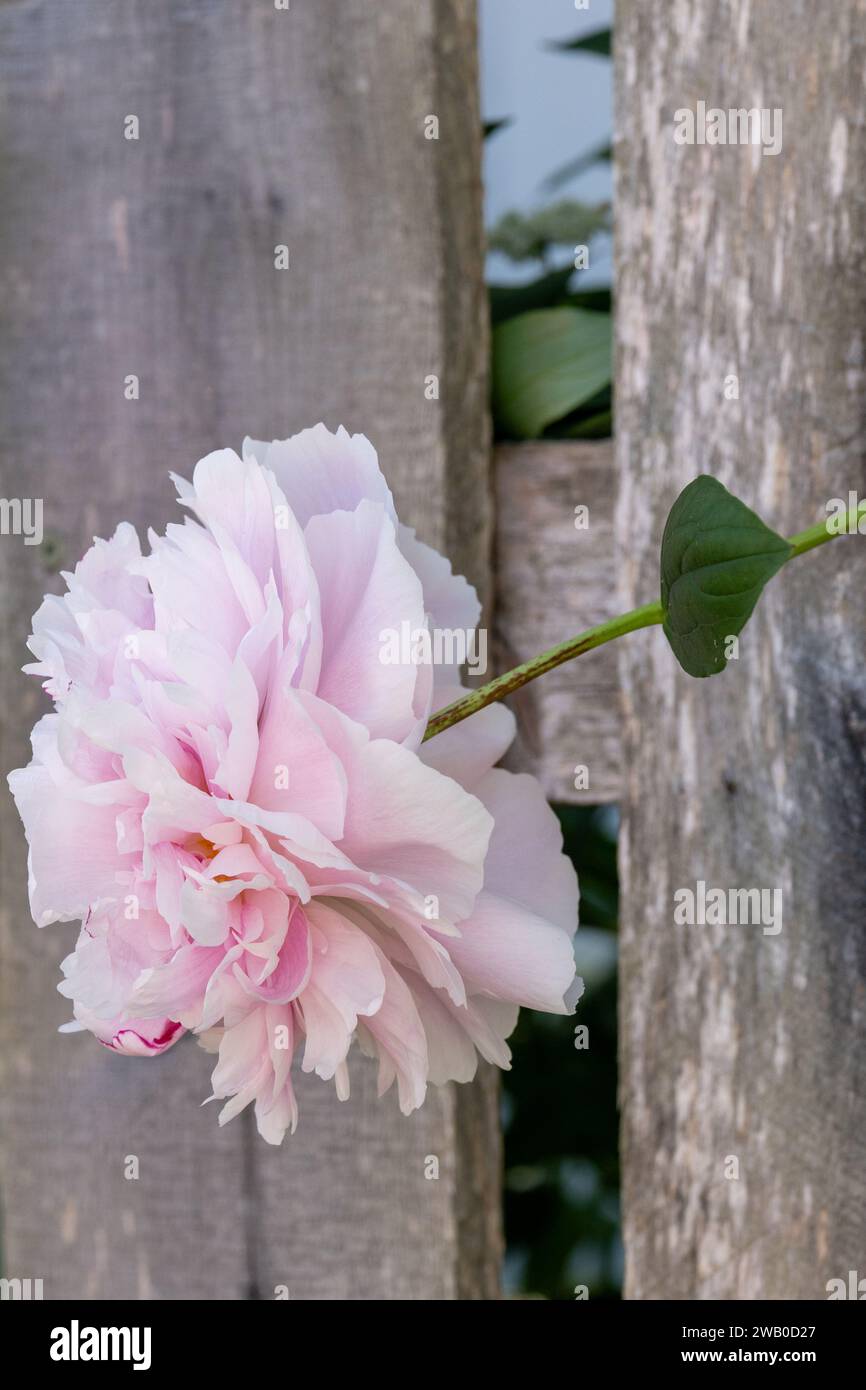 Un primo piano di un singolo grande fiore di peonia rosa pastello che esce attraverso una recinzione di legno grigia intemprata. Presenta eleganti e morbide rose come petali. Foto Stock