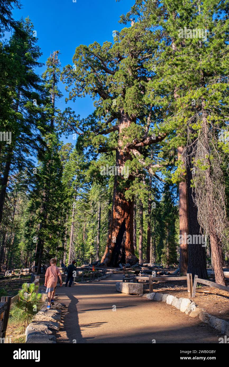 Le sequoie giganti sono la terza specie di alberi più longeva del pianeta. Gli unici alberi che vivono più a lungo sono i pini a setole e gli alberi di Alerce. Preso Foto Stock