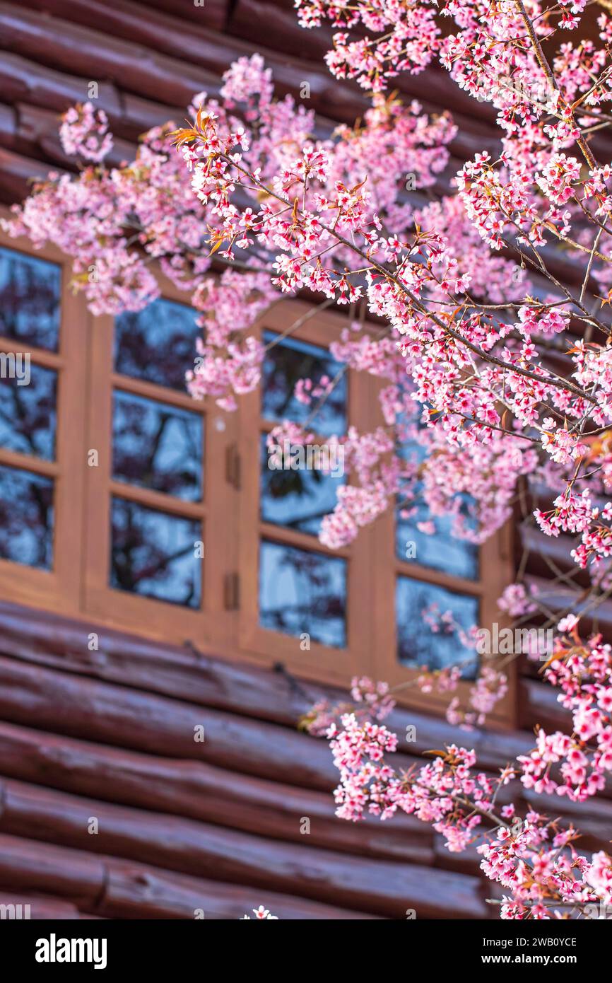 Fiori di ciliegio di pesca fioriti dalle finestre di legno, pareti di legno sfocati sullo sfondo. Concentrati sui fiori. Foto Stock