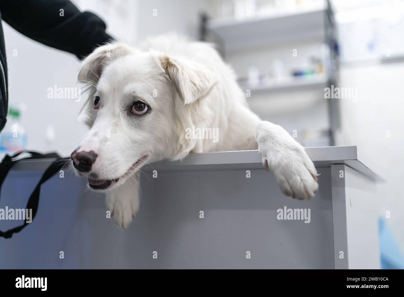 Cane bianco in clinica veterinaria. Proprietario di animali domestici che tocca il suo animale. Foto Stock