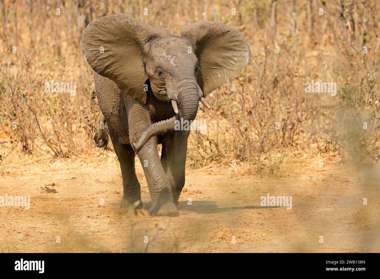 Un aggressivo elefante africano (Loxodonta africana), Kruger National Park, Sudafrica Foto Stock