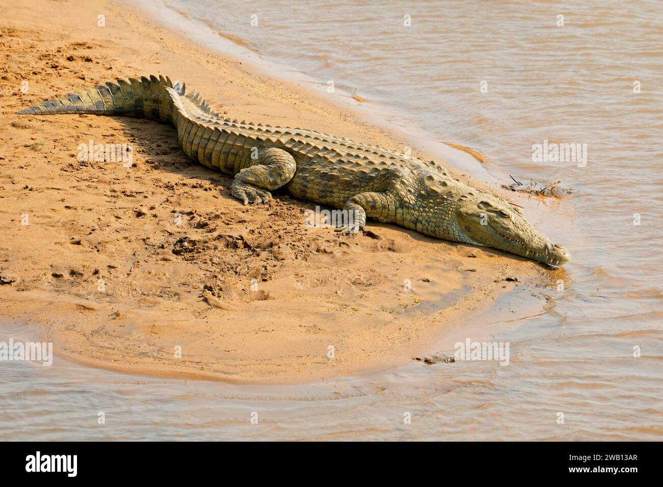 Un grande coccodrillo del Nilo (Crocodylus niloticus) che si crogiola nell'habitat naturale, il Parco Nazionale di Kruger, Sudafrica Foto Stock