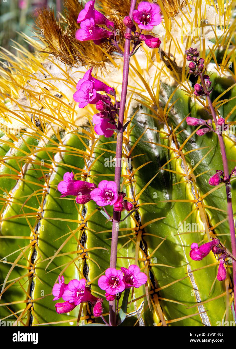 La lingua di barba di Parry e il cactus Barrel nelle montagne di Santa Catalina. Tucson, Arizona Foto Stock