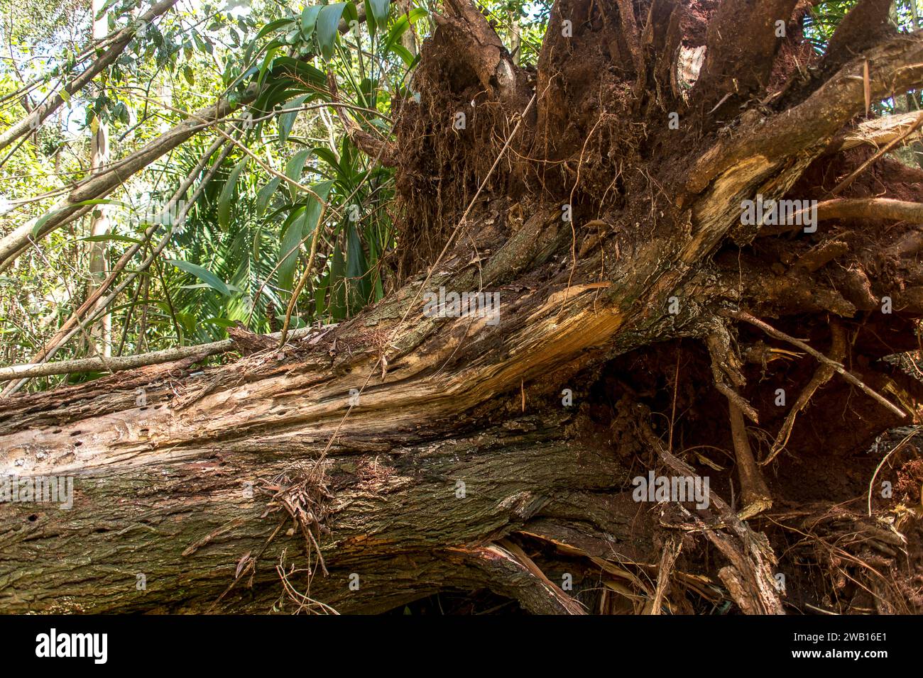 Danni da tempesta di freak tornado sulla foresta pluviale, Tamborine Mountain, Australia. Il giorno di Natale 2023. Enorme albero di gomma sradicata e abbattuta. Foto Stock