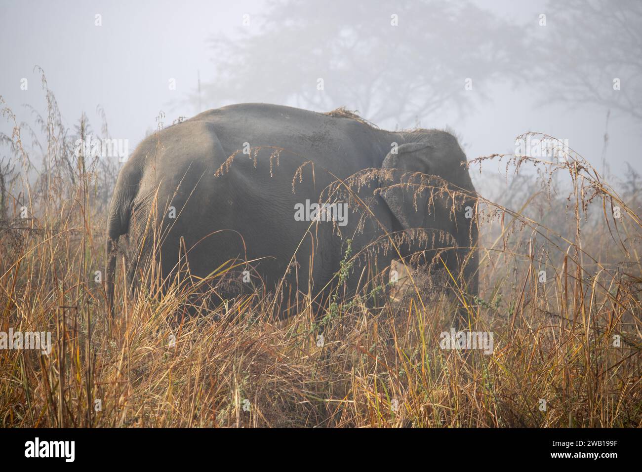 Nel cuore del James Corbett National Park, maestoso e saggio, gli elefanti intrecciano storie di grazia selvaggia. Immagine di alta qualità Foto Stock