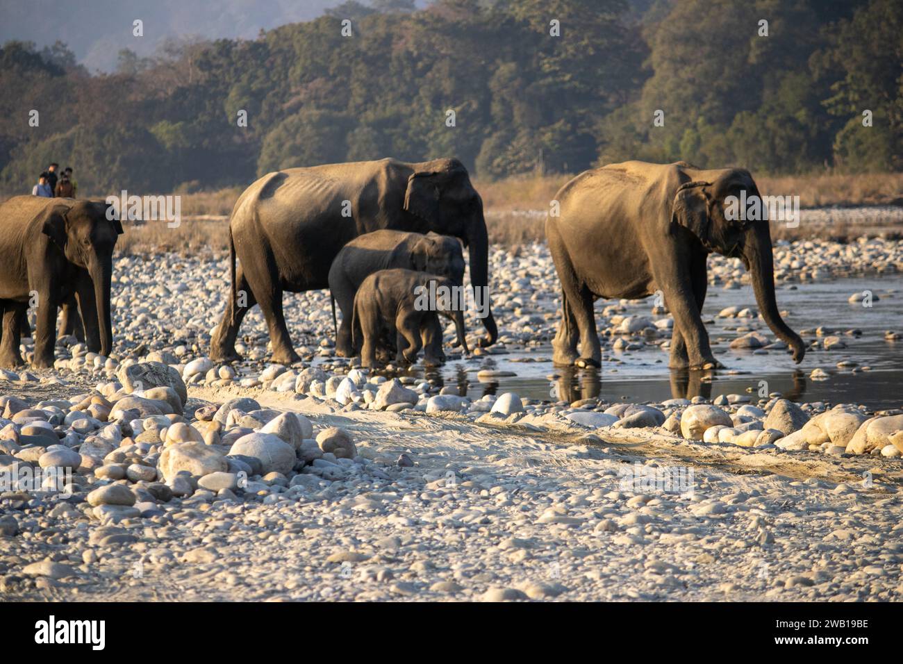 Nel cuore del James Corbett National Park, maestoso e saggio, gli elefanti intrecciano storie di grazia selvaggia. Immagine di alta qualità Foto Stock