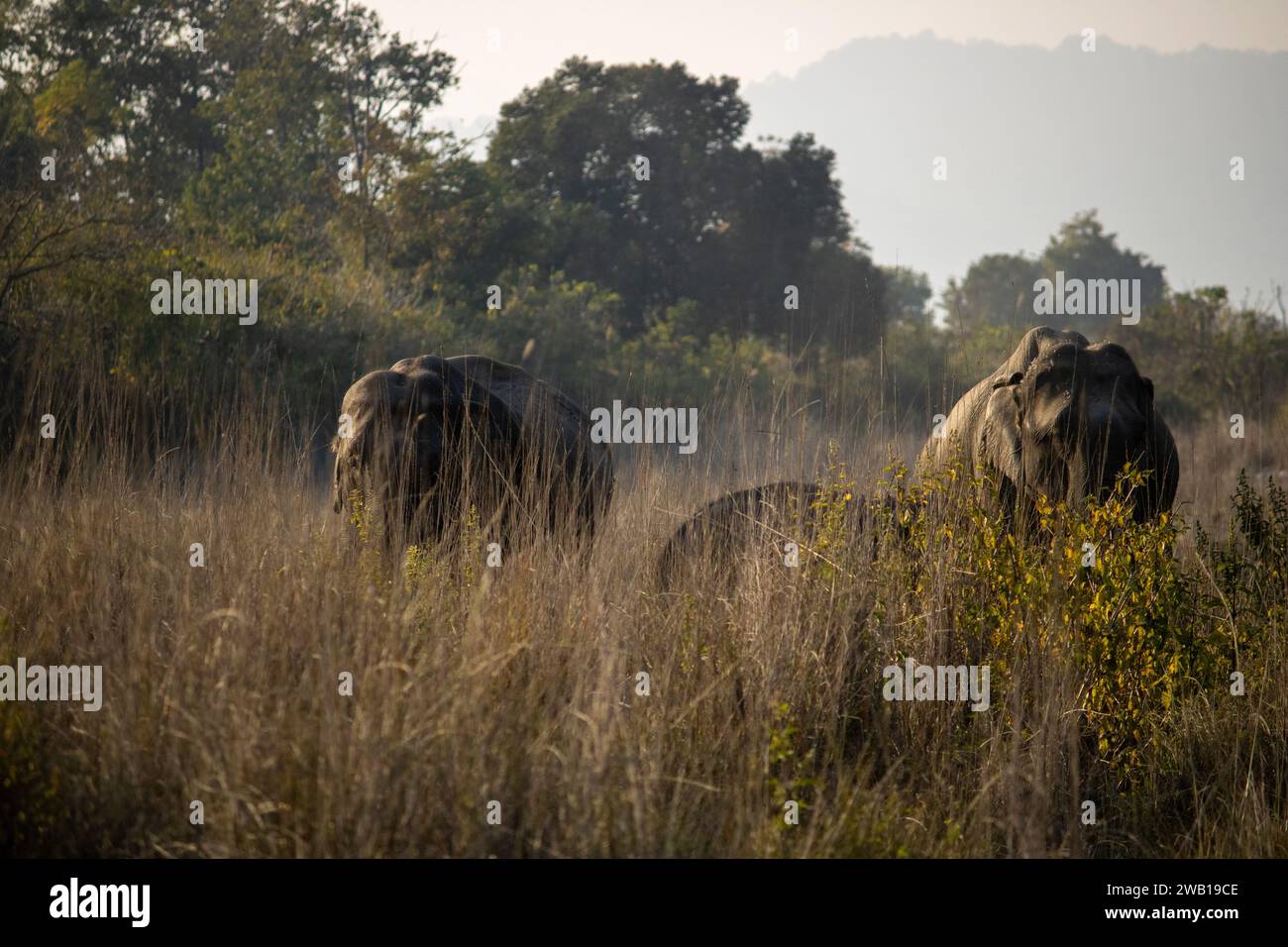 Nel cuore del James Corbett National Park, maestoso e saggio, gli elefanti intrecciano storie di grazia selvaggia. Immagine di alta qualità Foto Stock