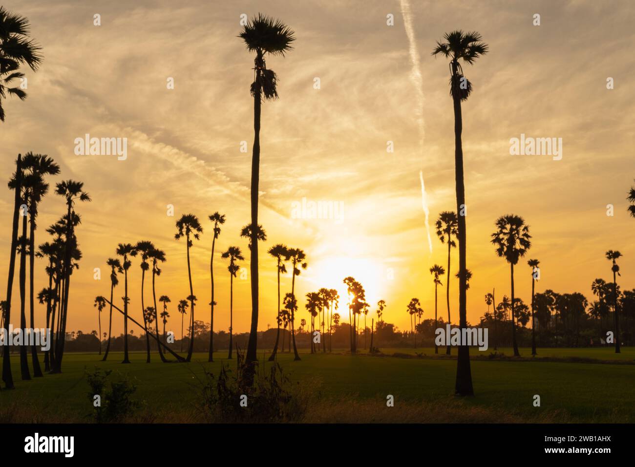 Paesaggio all'alba con palme da zucchero al mattino. Foto Stock