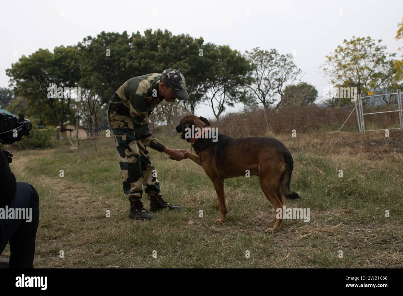 Dehradun, Uttarakhand India-17 agosto 2023- sotto la guida disciplinata dell'addestramento militare, i cani imparano l'arte della stretta di mano. Immagine di alta qualità Foto Stock