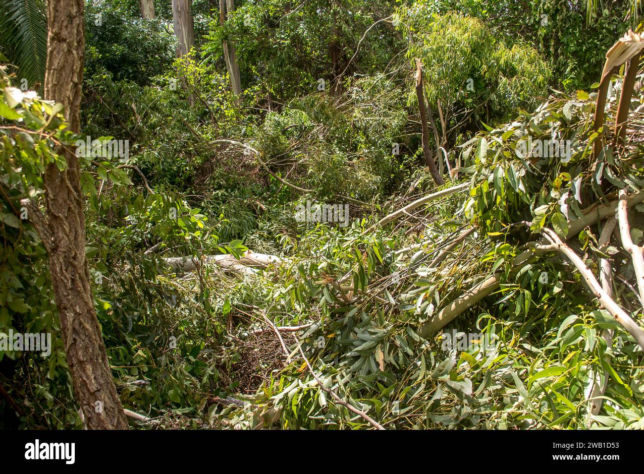 Danni da tempesta di freak tornado sulla foresta pluviale, Tamborine Mountain, Australia. Il giorno di Natale 2023. Alberi e rami rotti coprono il terreno. Foto Stock