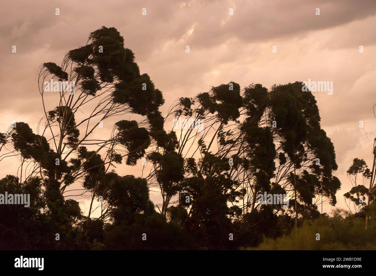Fronte tempesta (nuvole e vento) in rapido avvicinamento da ovest sopra Tamborine Mountain, Australia. Tempo estivo sopra la foresta pluviale al tramonto. Foto Stock