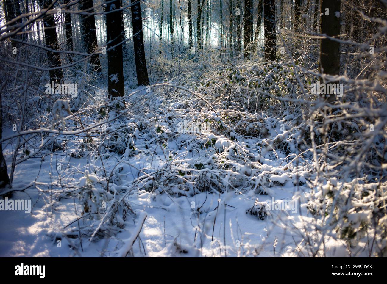 Area aperta con cespugli coltivati in una foresta invernale innevata. Foto di sfondo con alberi sfocati sullo sfondo Foto Stock