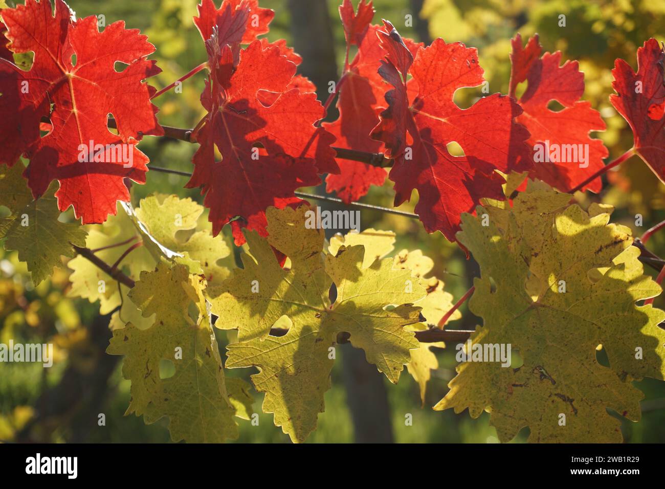 il sole splende tra le foglie nei vigneti della valle della loira, in francia Foto Stock