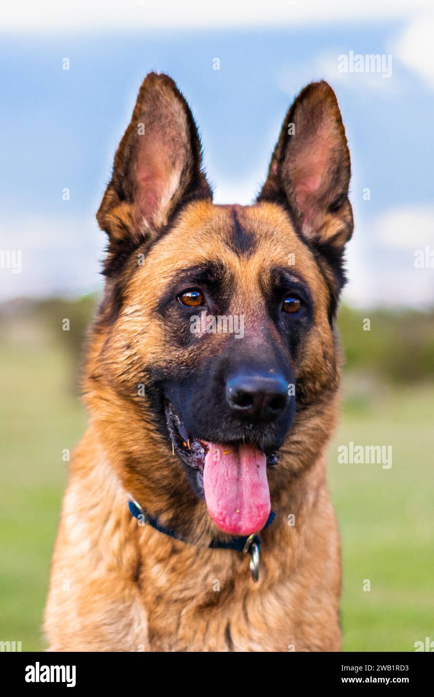 Ritratto di un cane pastore tedesco adulto che esce dalla lingua Foto Stock