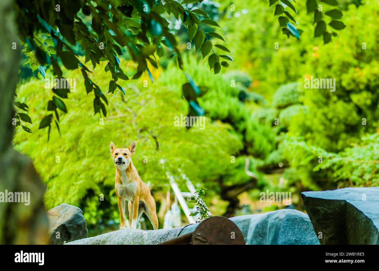 Grande bel cane marrone e bianco in posizione difensiva sulla cima di un grande masso Foto Stock