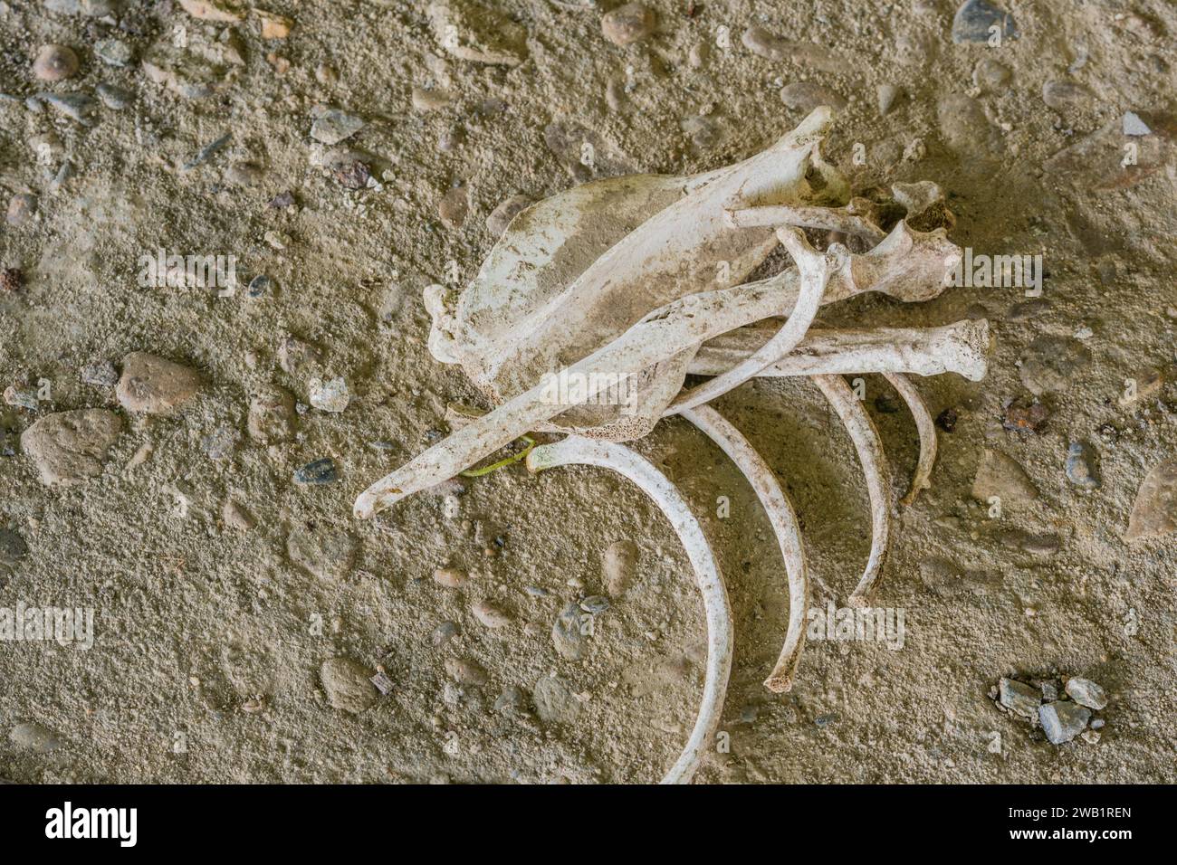 Ossa sparse di animali che giacevano su terreno di sporcizia e rocce Foto Stock