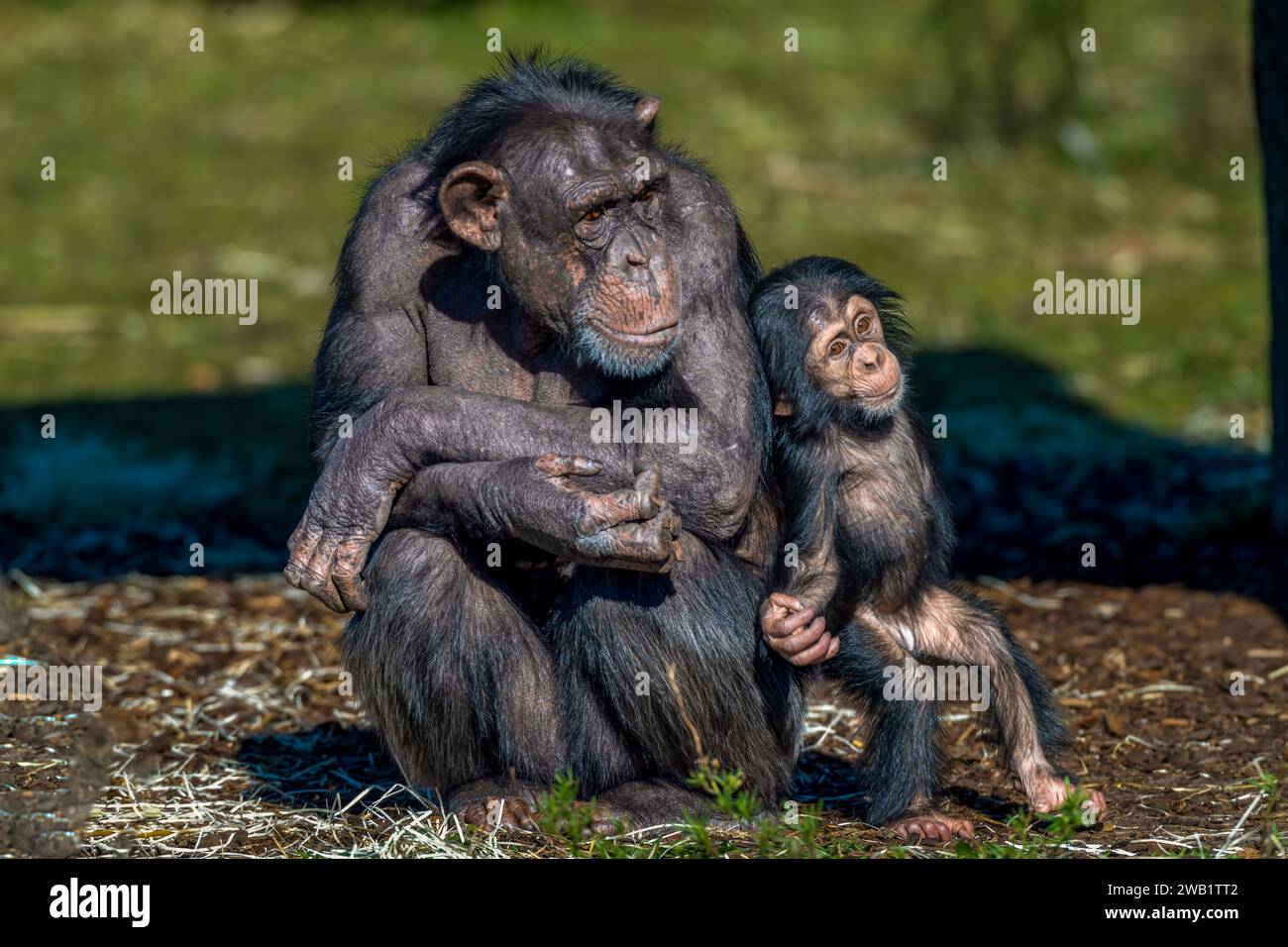 Un giovane scimpanzé con sua madre. Foto Stock