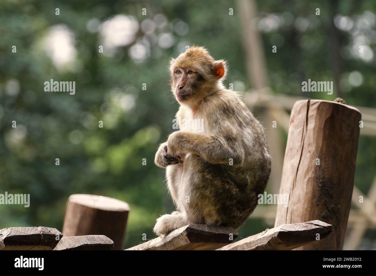 singe sur un poteau en bois Foto Stock