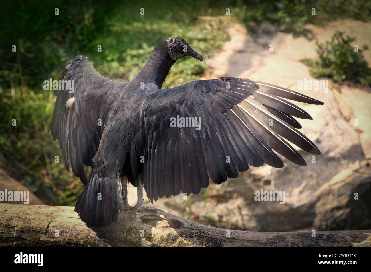 rapace qui déploie ses ailes Foto Stock